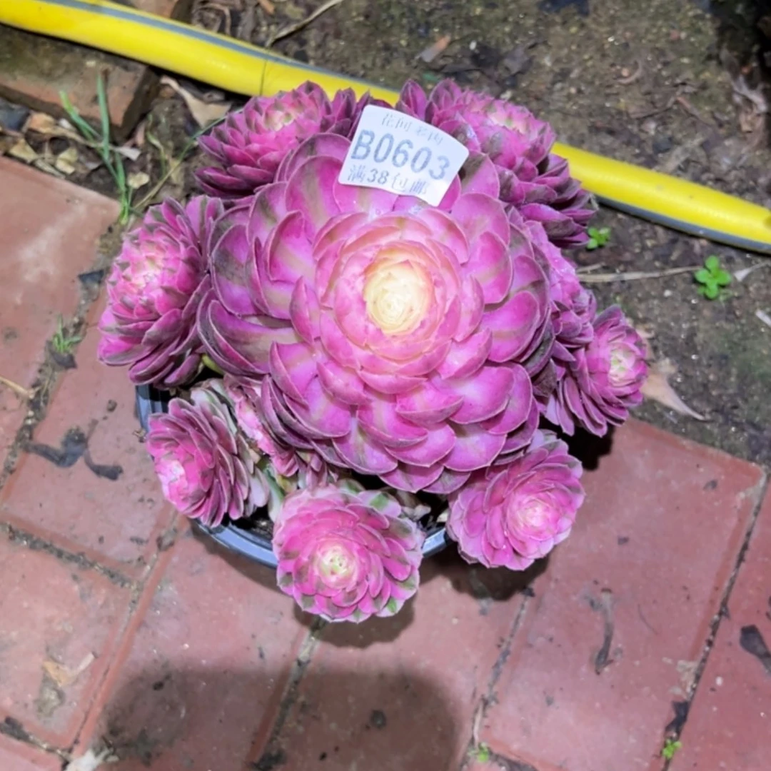 【闪购商品】603荔枝多肉