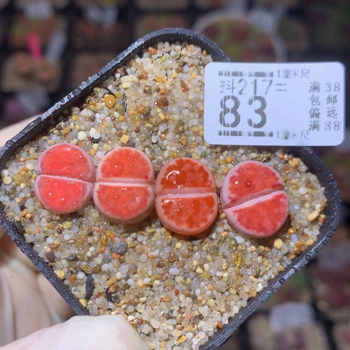 精品生石花217.83朱唇
