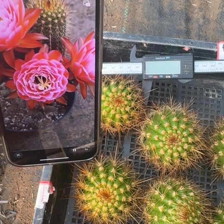223毛花柱粉桃精灵无根侧牙6公分左右
