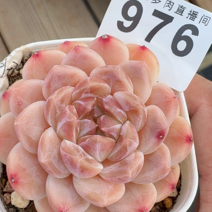 彩虹冰魄         精控精养多肉植物