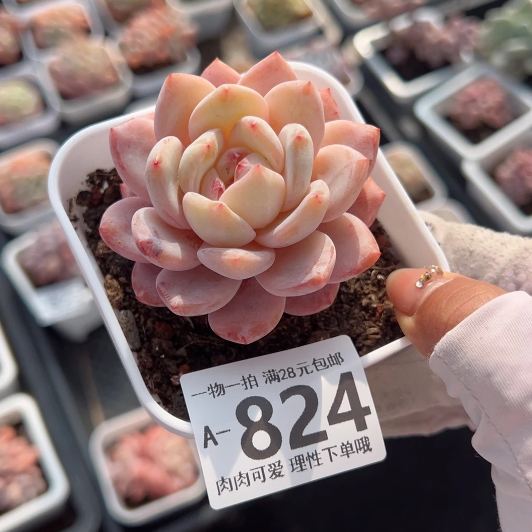 橙梦露多肉多肉多肉多肉