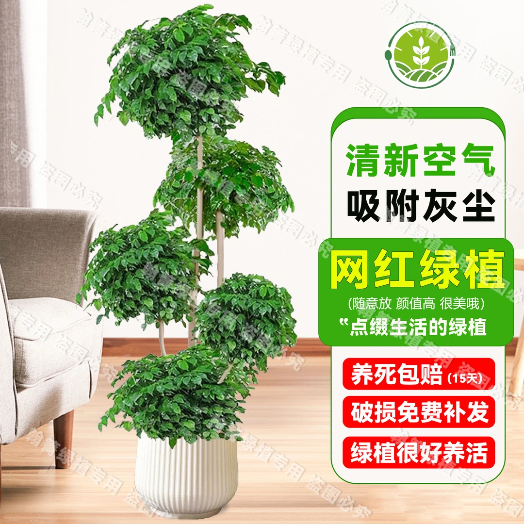 五层幸福树绿植老桩室内客厅四季常绿