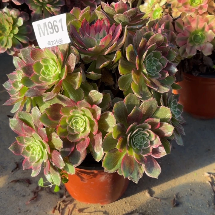 瑞妈，，。。。。。。961万花筒，