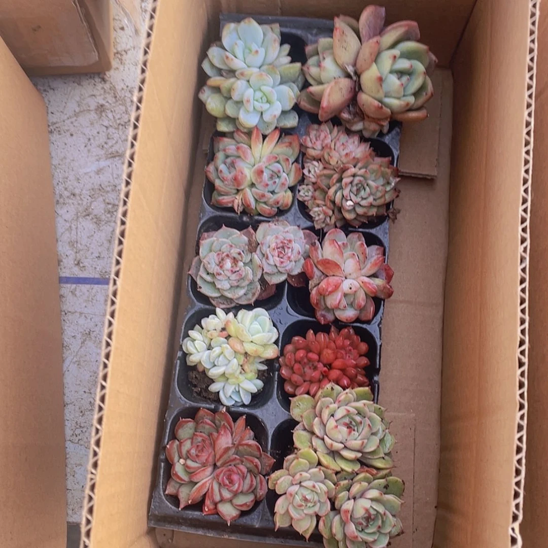 【闪购商品】10颗-5