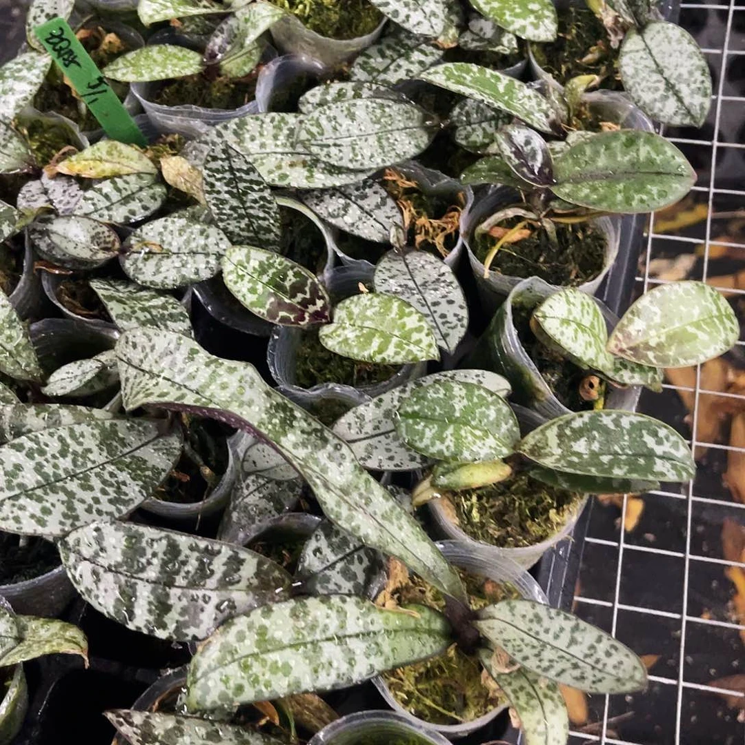 当前无花栽培后可以开花蝴蝶兰西雷利