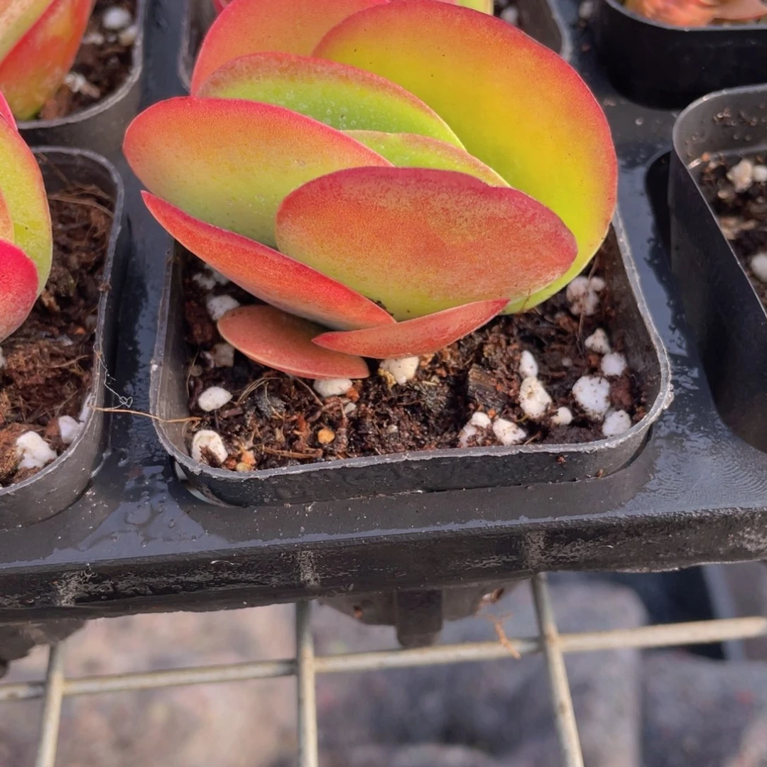 唐印多肉9.9包邮