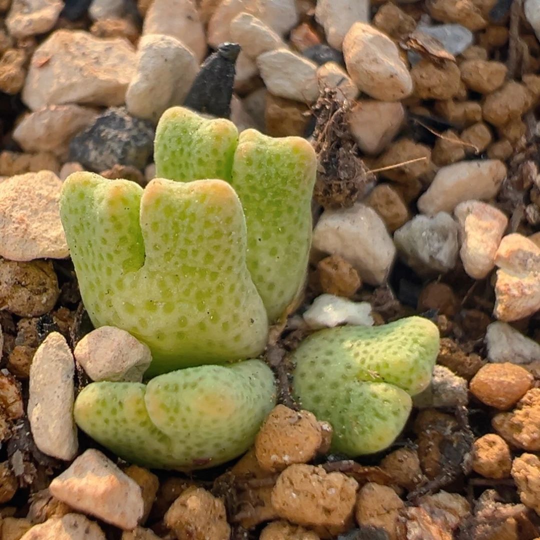109多肉植物百科鹿角斑马
