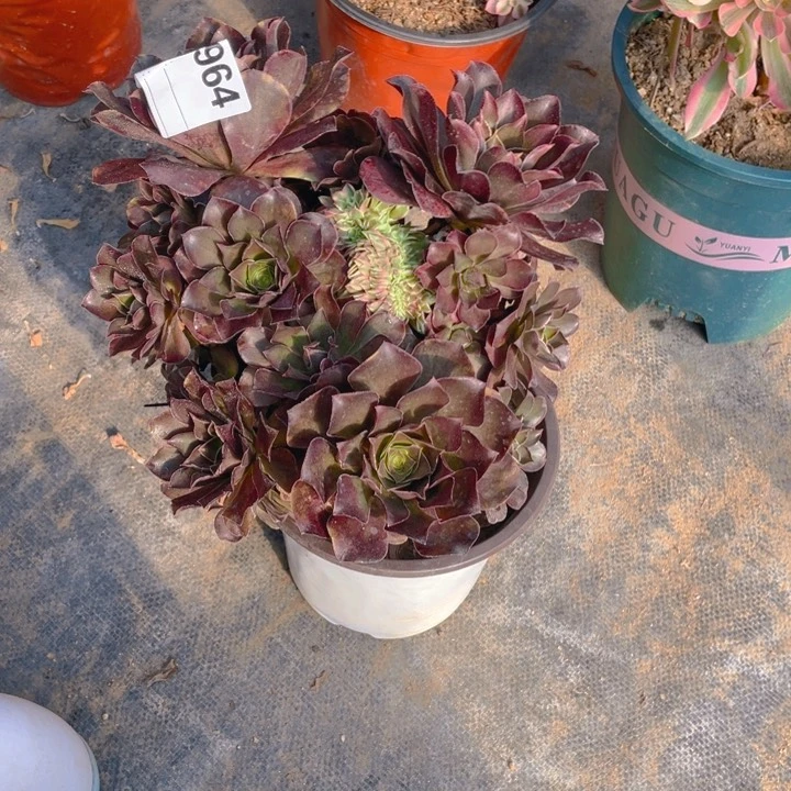 多肉魅金玫瑰法师964