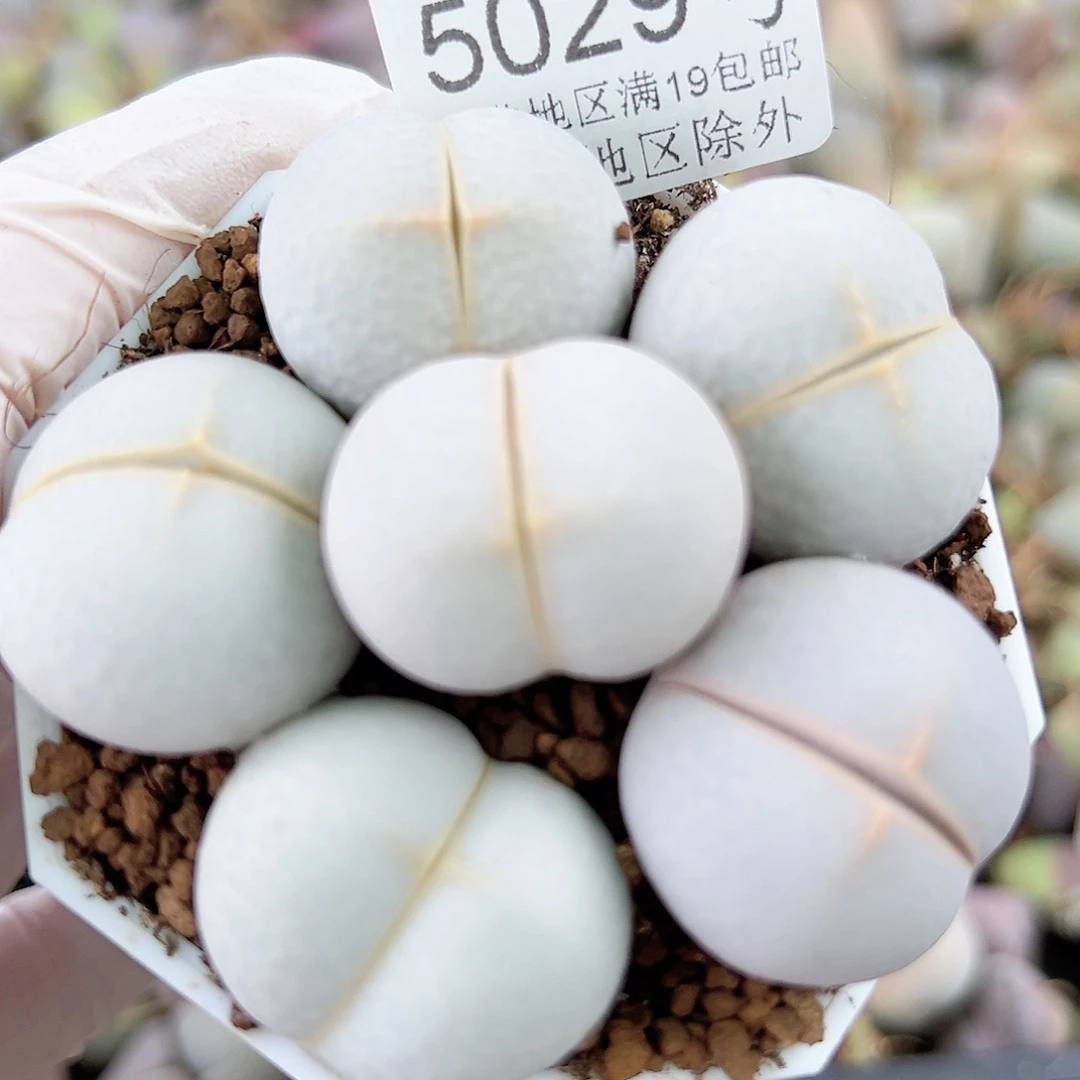 5029 好养易活生石花大母本
