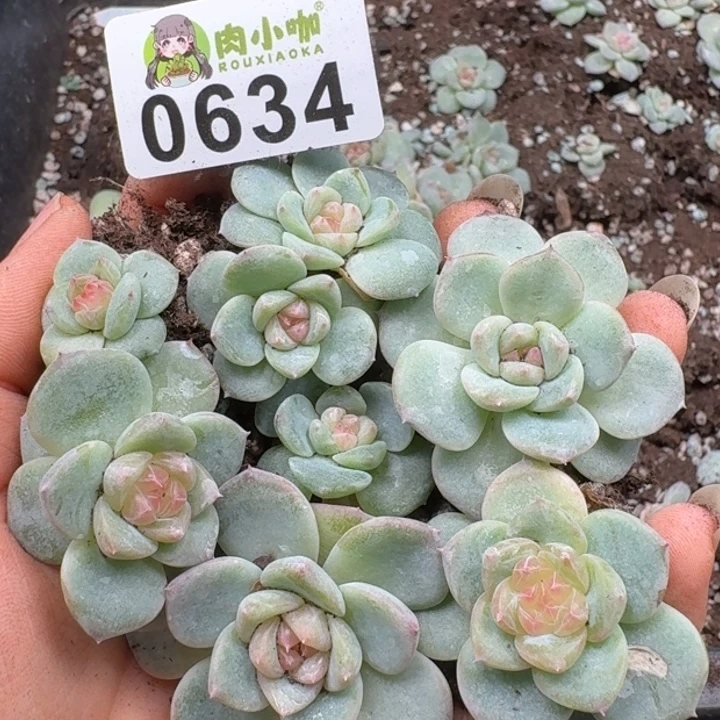 多肉植物多肉植物