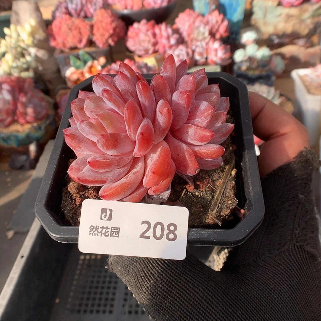 208雪天使多肉植物66666