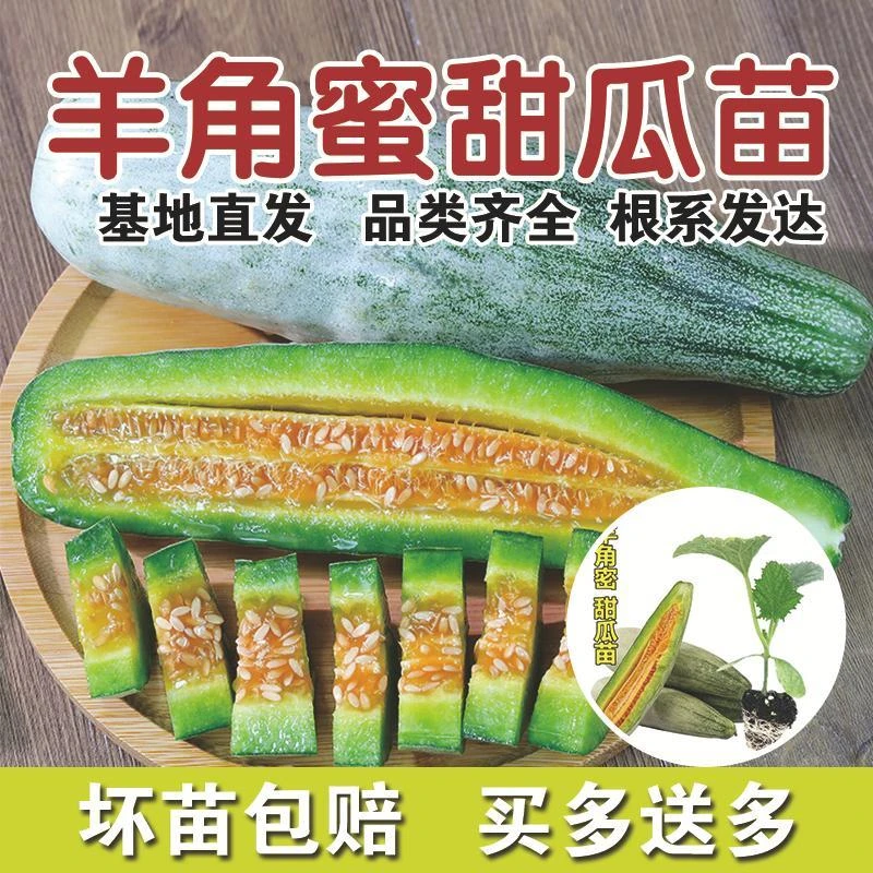 高产甜脆羊角蜜甜瓜苗羊角蜜秧苗蔬菜苗子带土发货四季阳台庭院