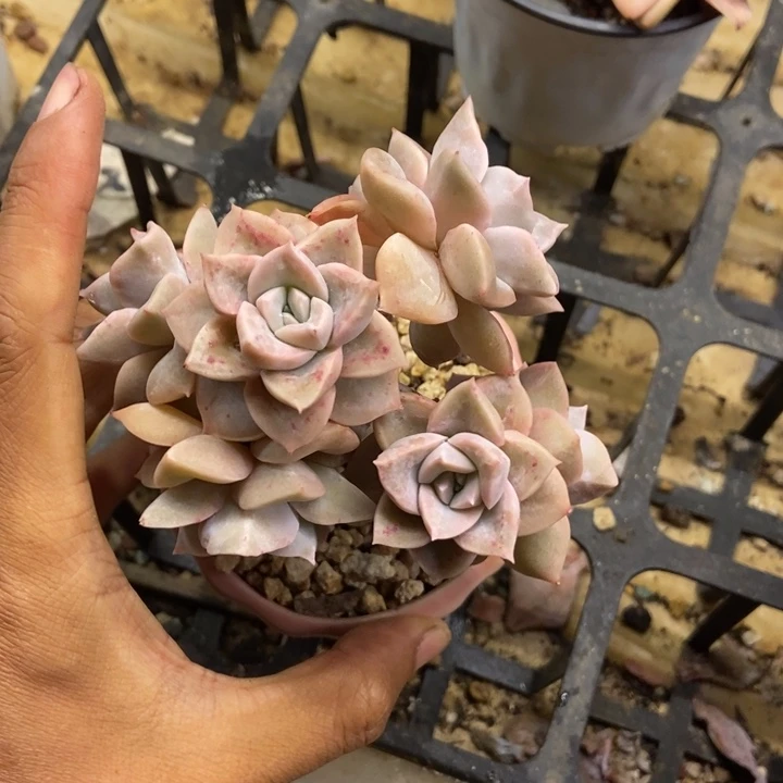 梅*i多肉植物一物一拍