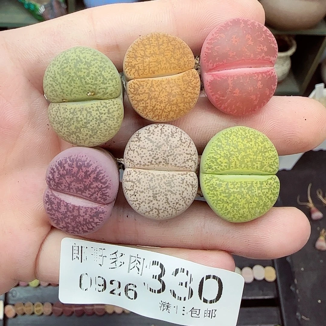 米***罗满满18包邮0926-330