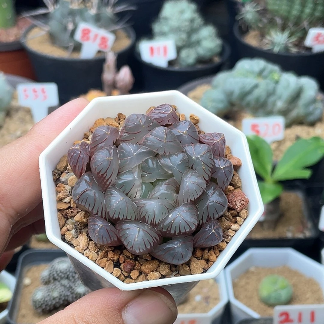 实生冰灯玉露 带盆包邮