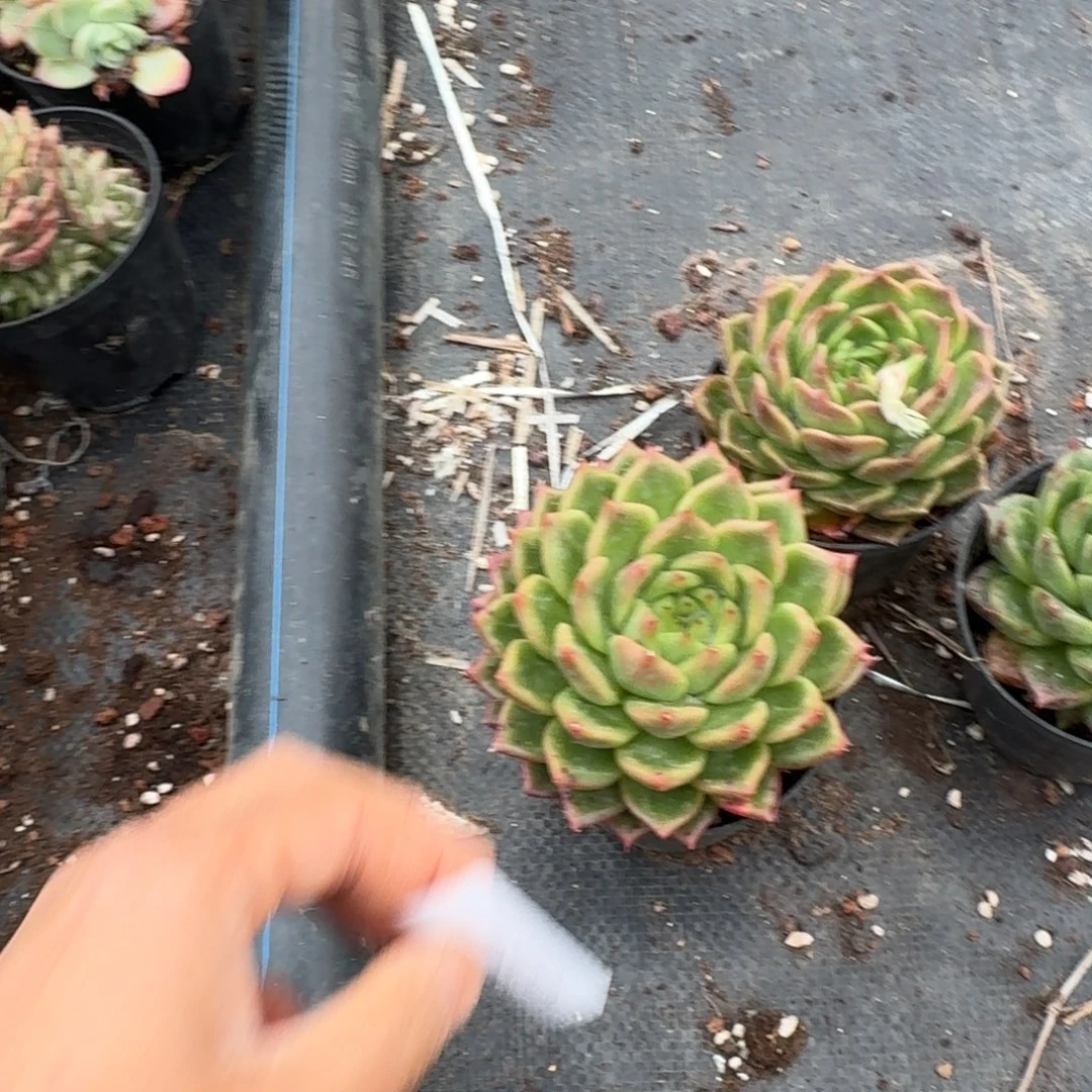 麦秆三颗脱土发货量拍5-26（10cm盆）