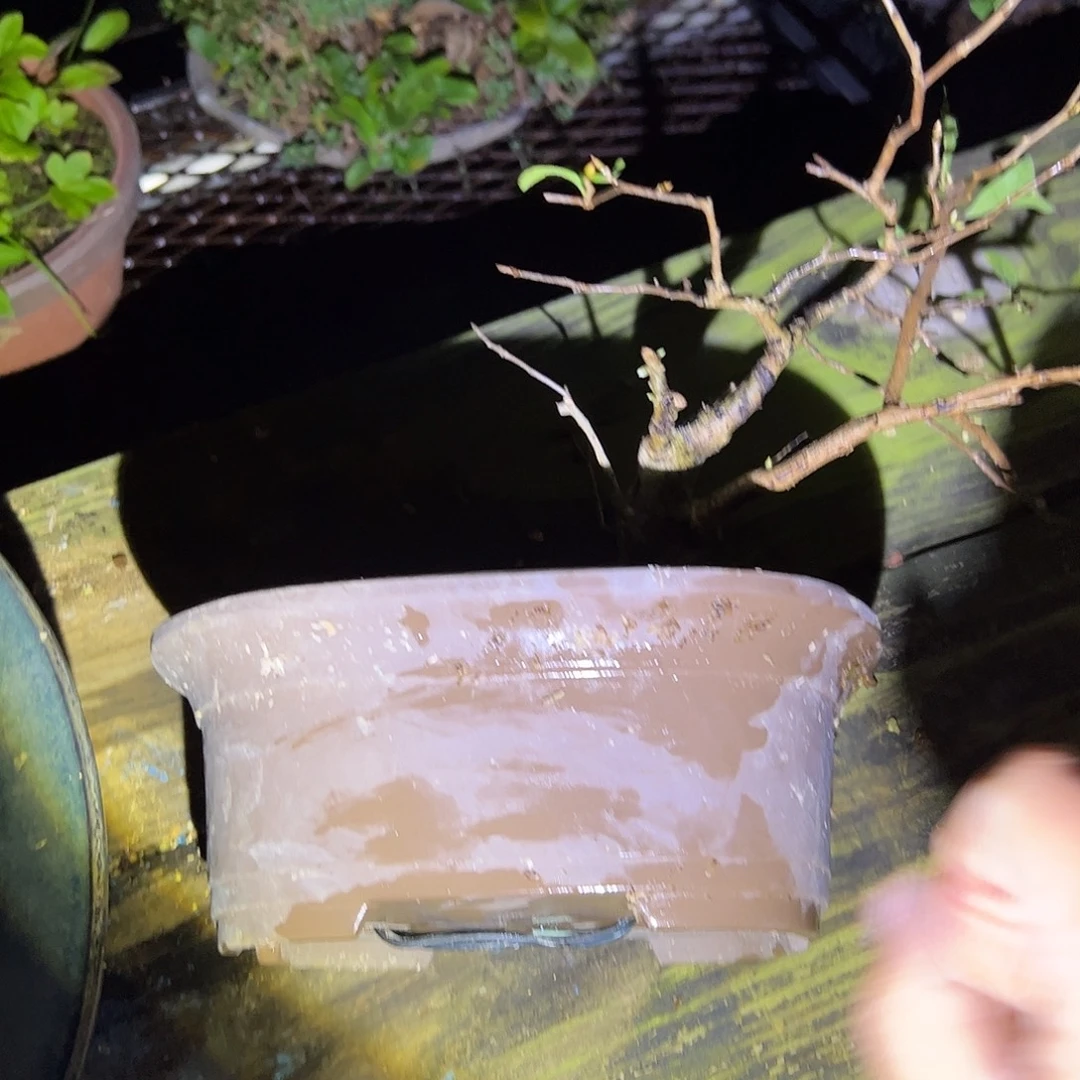 无花朵盆景不包邮