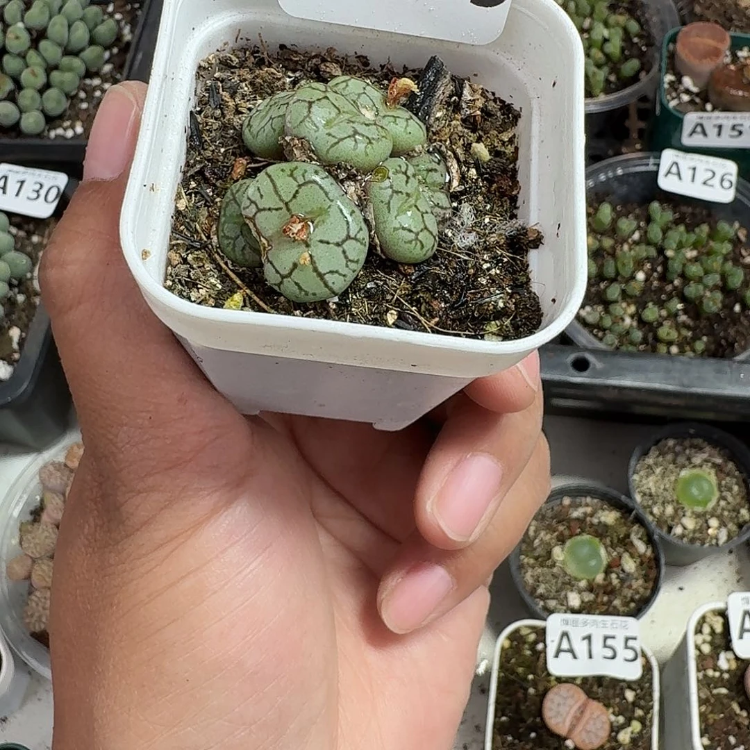 159多肉植物多肉植物