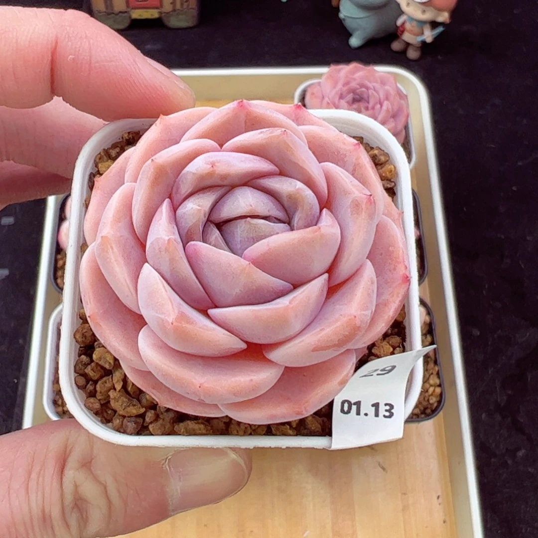 千本樱29、哈哈哈哈