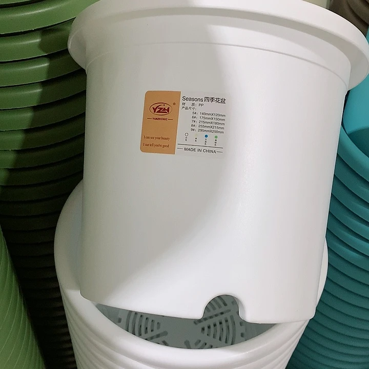 四季口25白5个带托