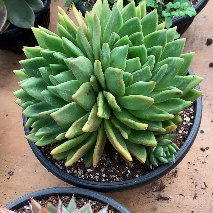 美肉特价活动开始啦