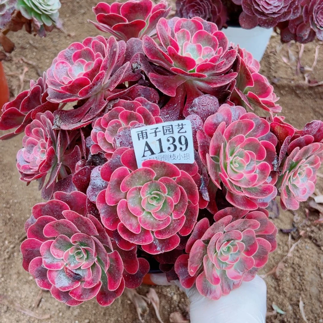 139爱神尺寸28左右