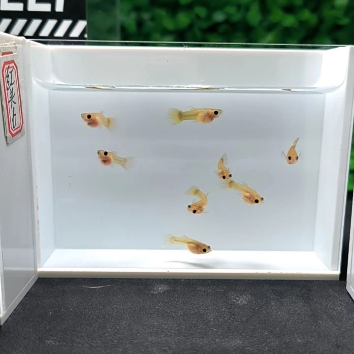 孔雀鱼黄金玻璃猫球体苗子8条含两条路损