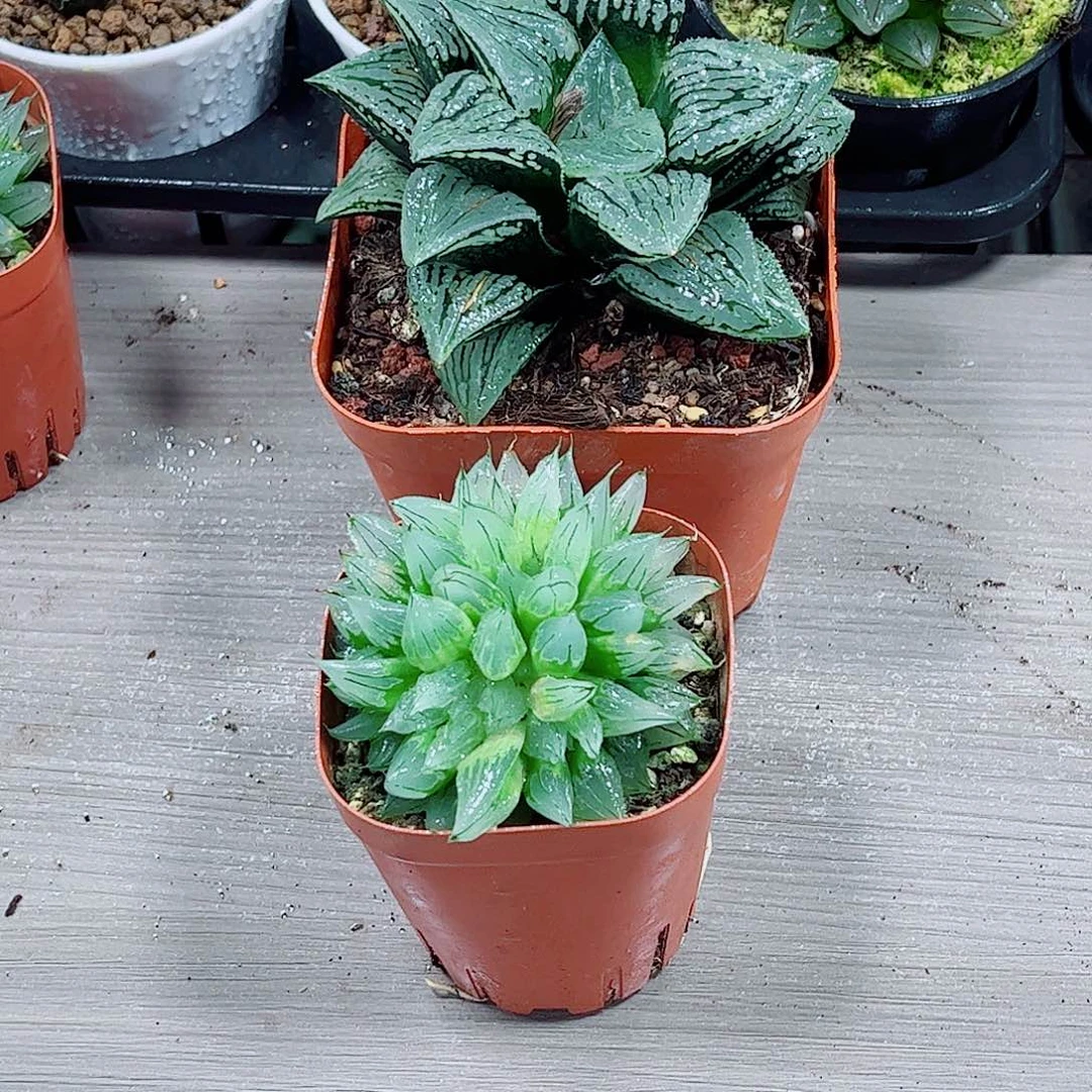 西亚姬玛丽丽一勿一拍