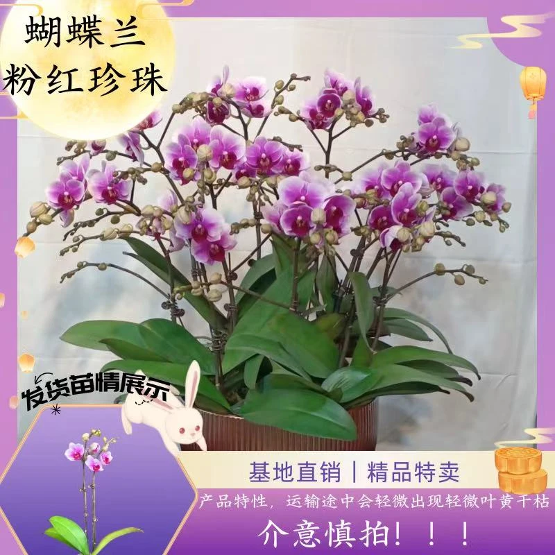 【蝴蝶兰 粉红珍珠】中秋好礼 基地直销 名贵淡雅 室内花卉带花