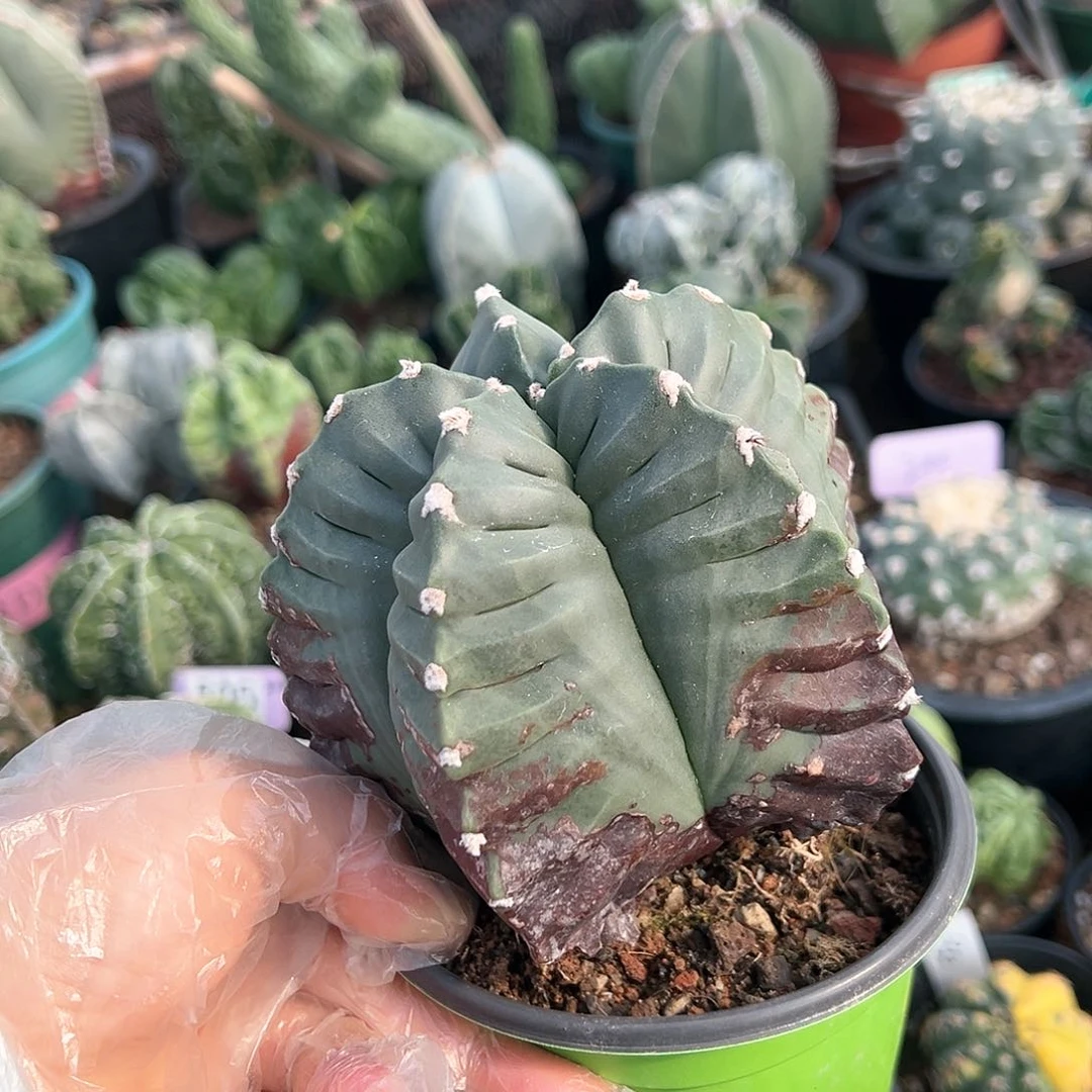 双龙吐珠学到的知识