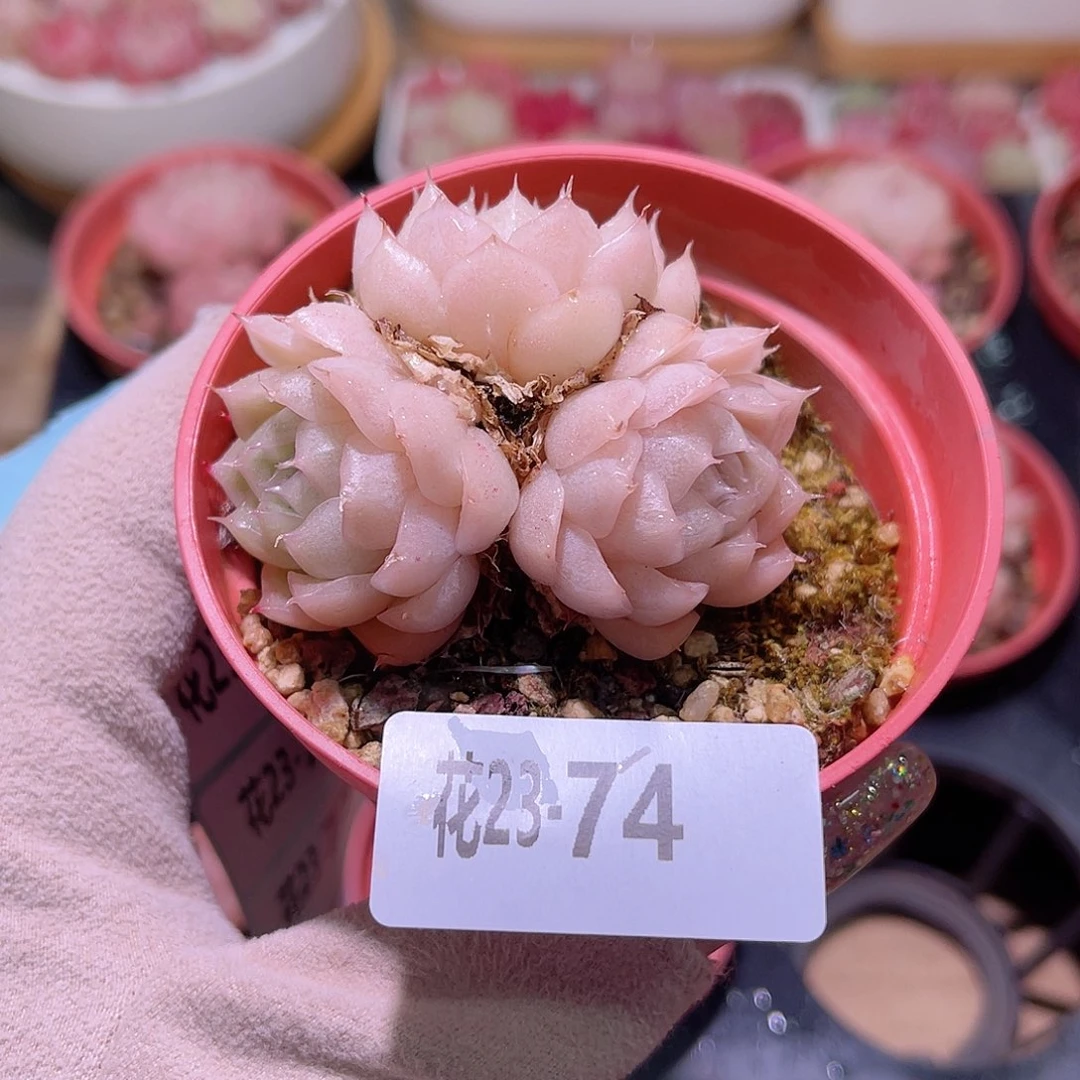 花利美23-74麦秆群
