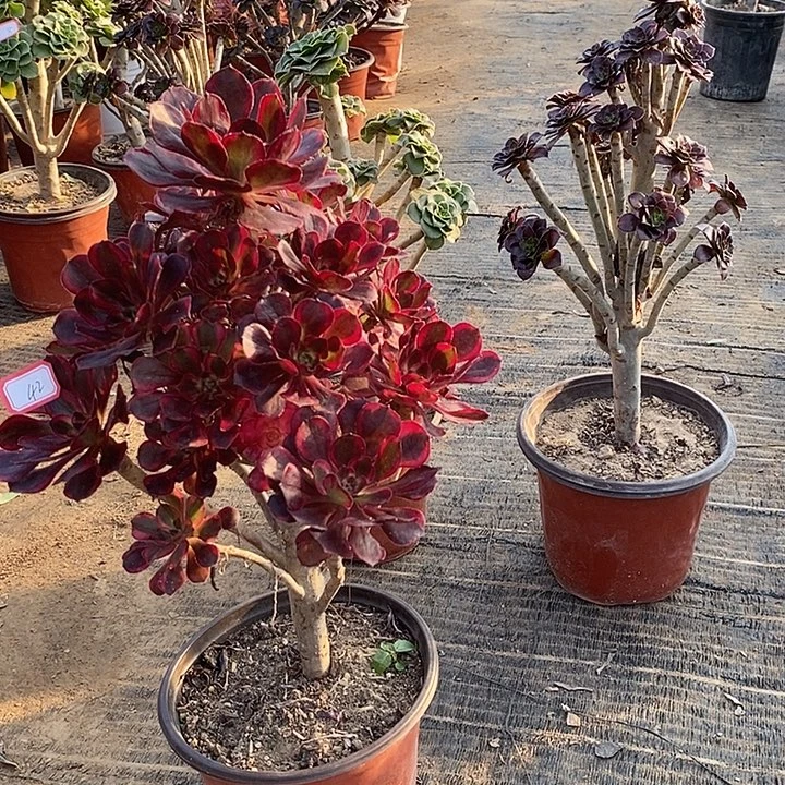 42，丽娜多肉法师多肉法师