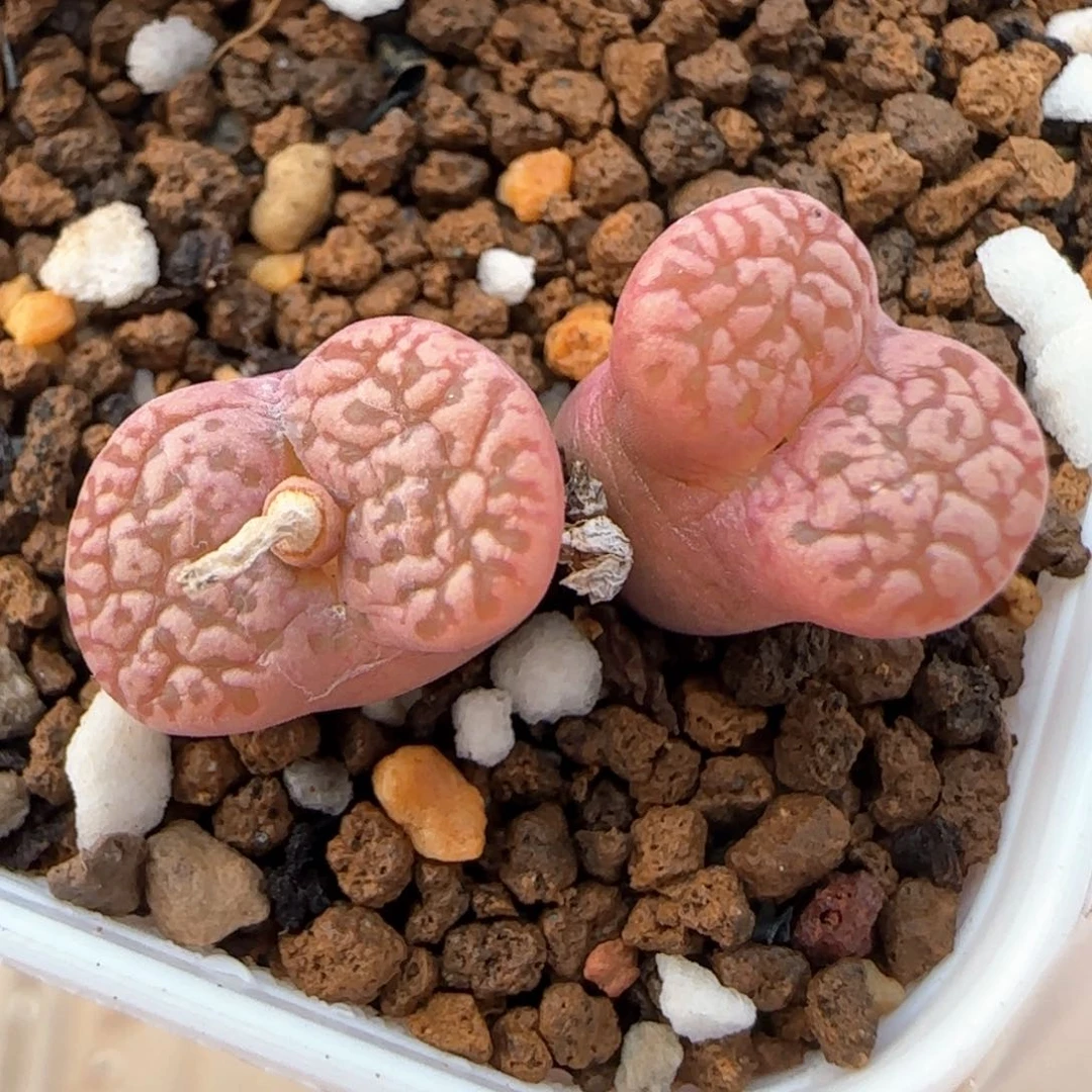 2.21。鸟哈尼。 5008