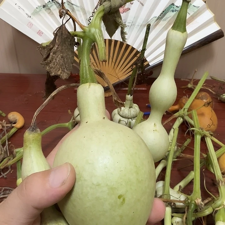 鲸***物122333444456678899