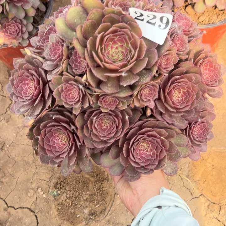 红魔多肉植物229.