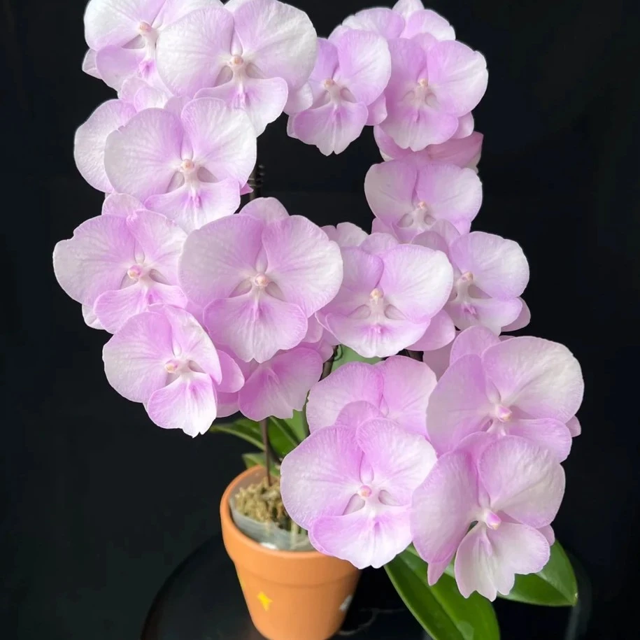 （神仙姐姐）蝴蝶兰3.0寸杯出梗苗发货不拍保温冻坏不赔