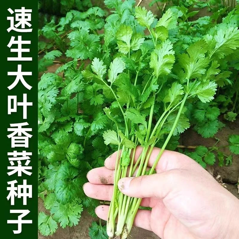 【下单就发3包】大叶香菜种子阳台盆栽优质蔬菜种籽四季小院种植lz