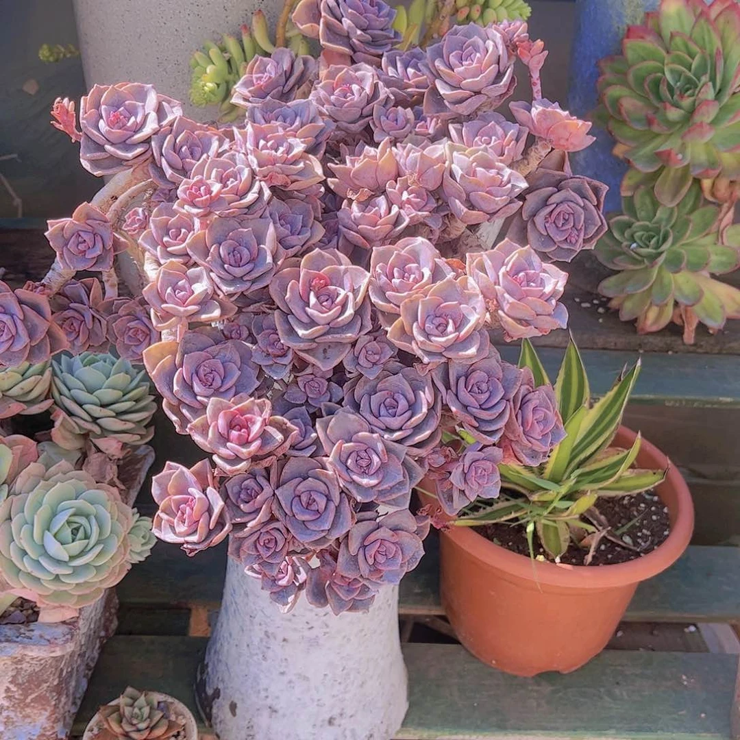 红陶?*然多肉植物组合