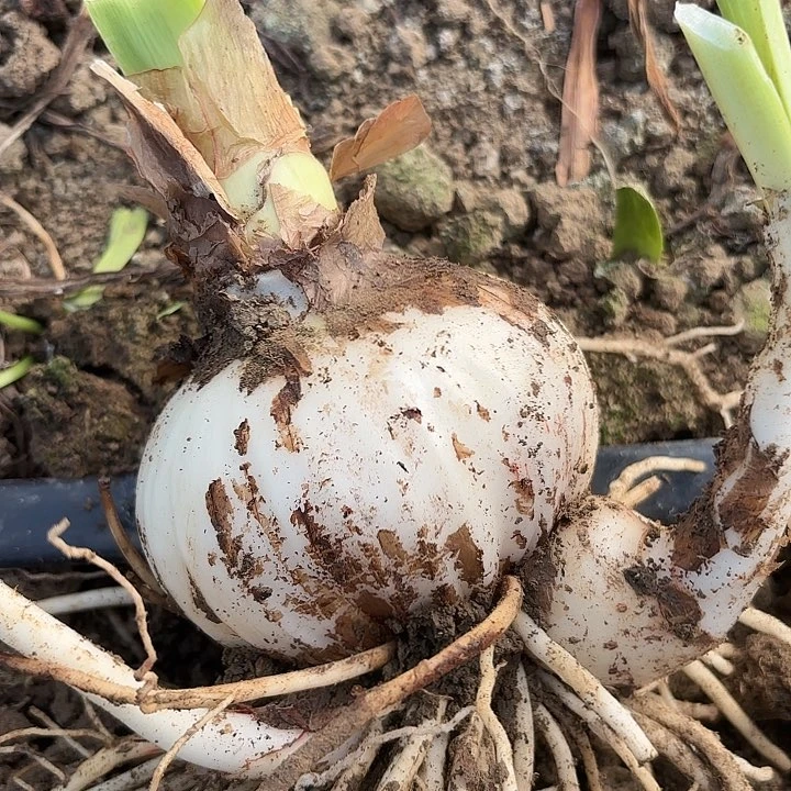 爱***年籽播小青龙十左右开花不售后