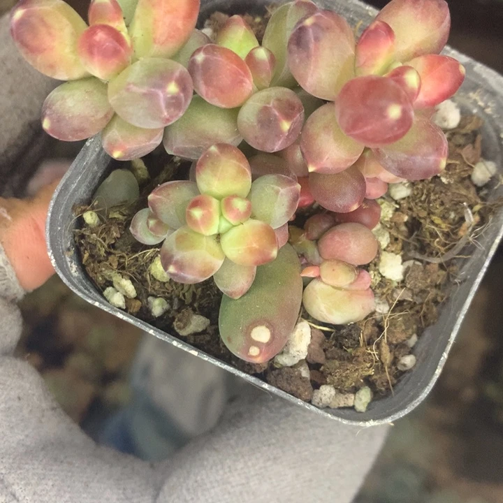 千代田群  （不满9.99发空盆冷地区不拍保温扣3.9多肉）