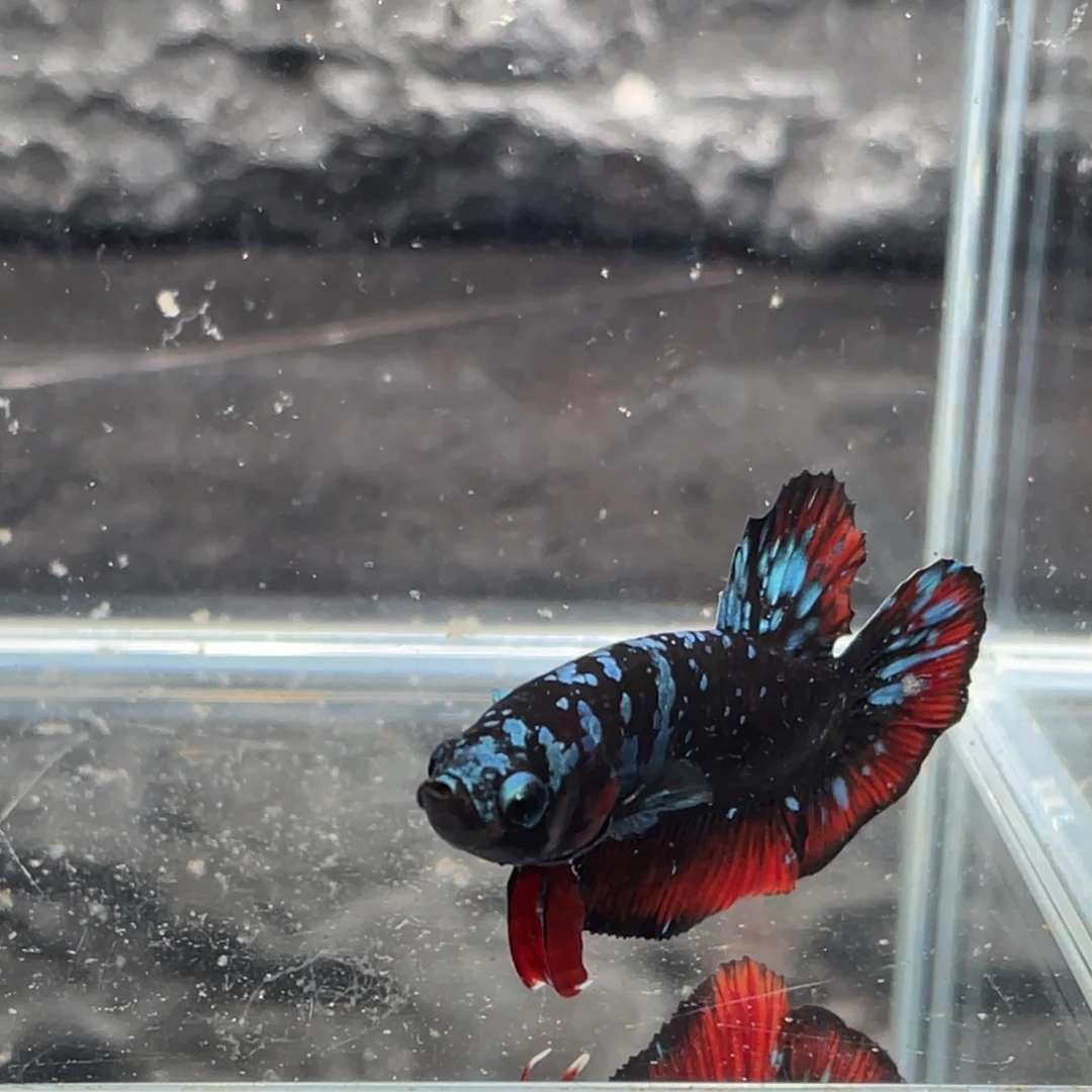 斗鱼地狱火暗黑碎星将军公