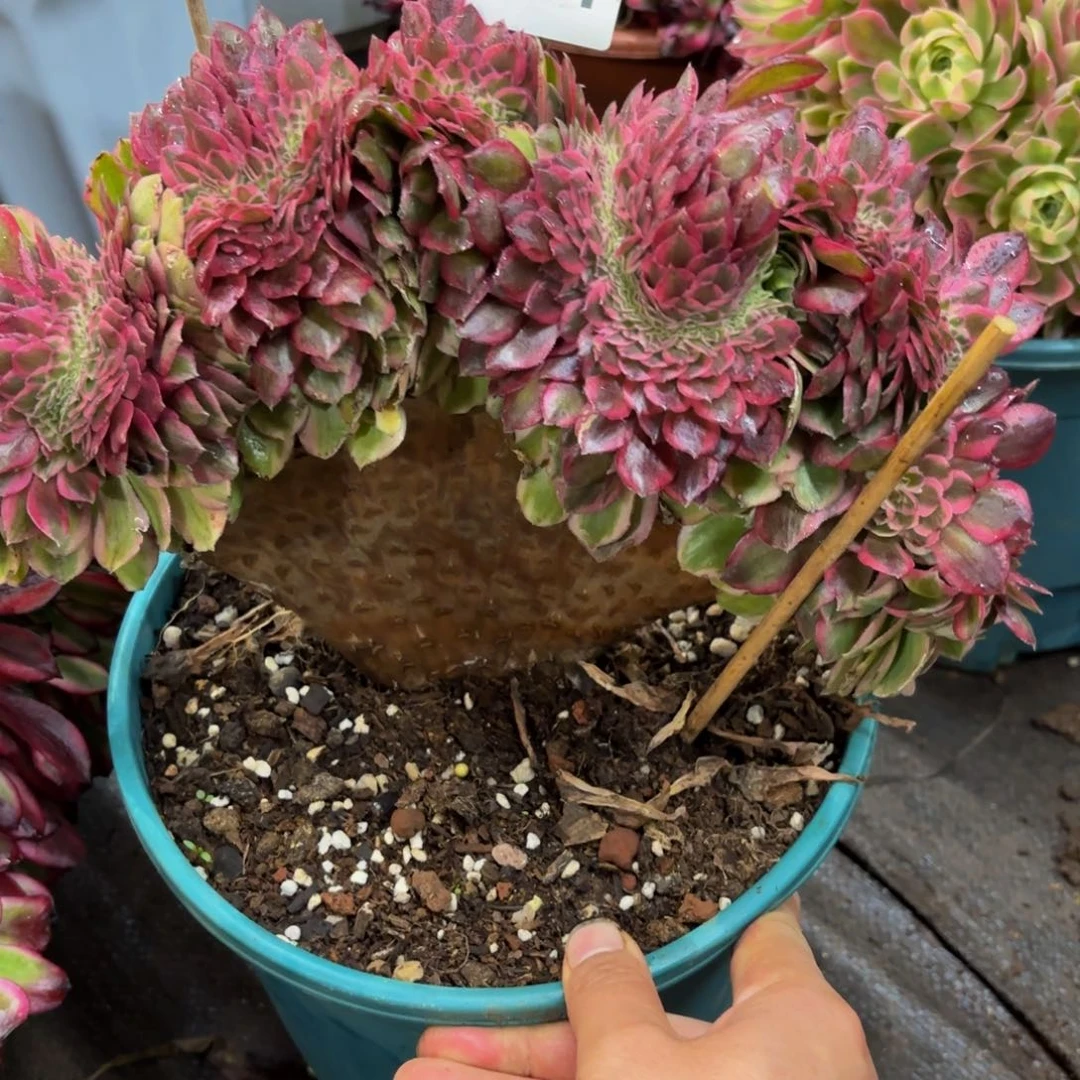 请****叔281多肉植物倾城缀