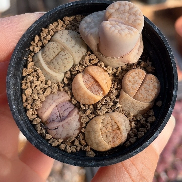 9555直播间一物一拍链接