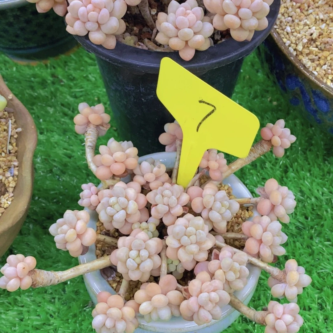 开心多肉植物多肉