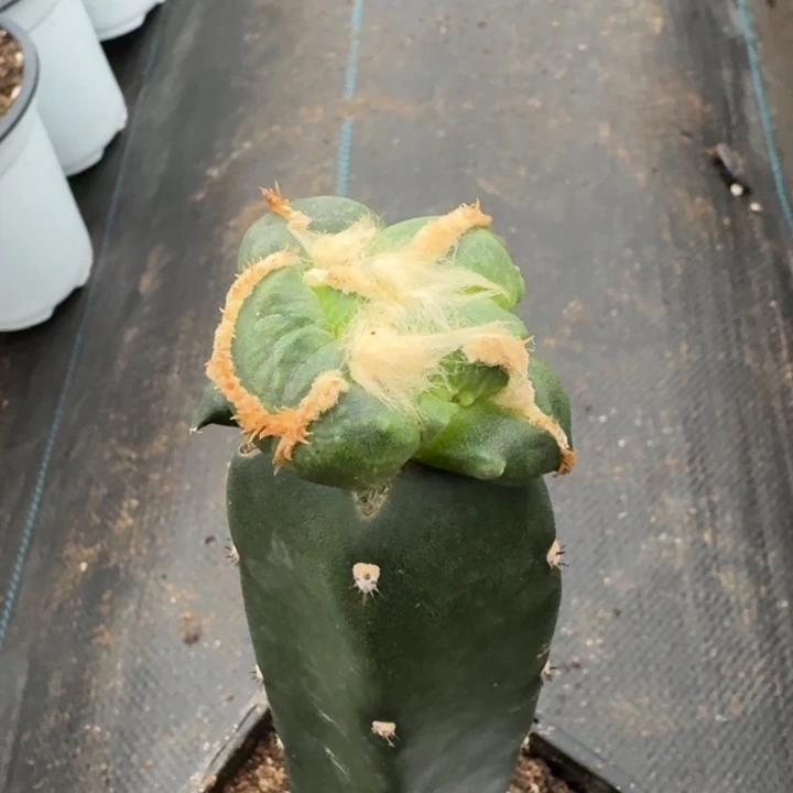 云***轻无花朵044连瓷榴尤蛋蛋水池东十三