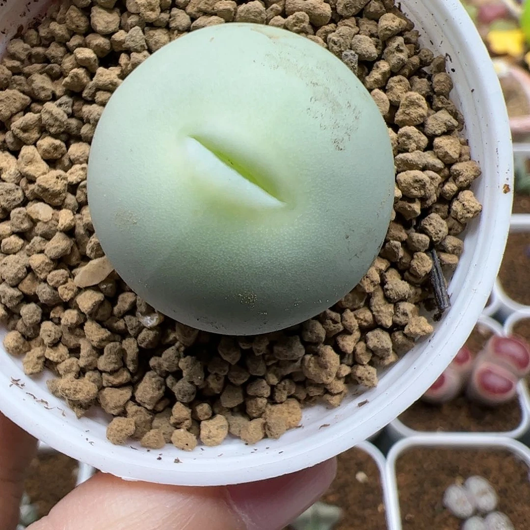 【闪购商品】271 鸽子蛋