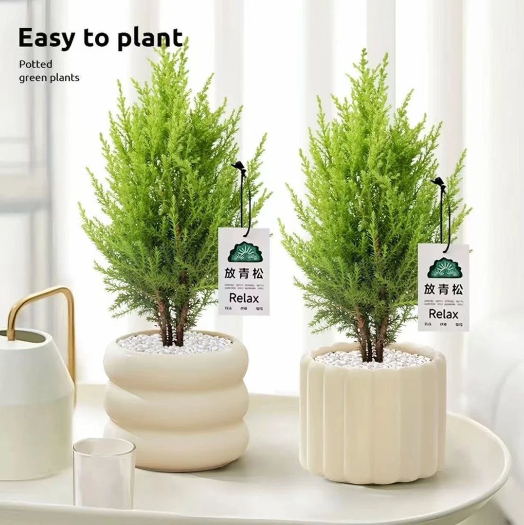 小香松桌面绿植室内盆栽净化空气四季常青北欧风圣诞树花卉