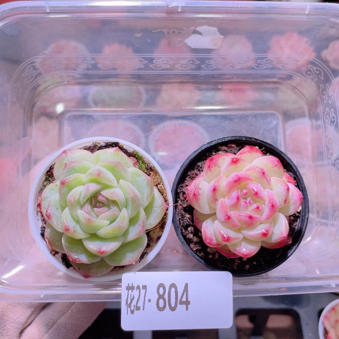 花利美27-804新品➕白桃汽水