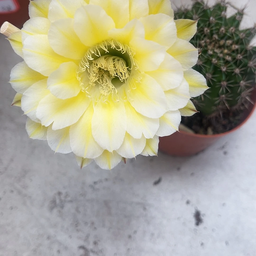 彩草浓香29号7公分左右