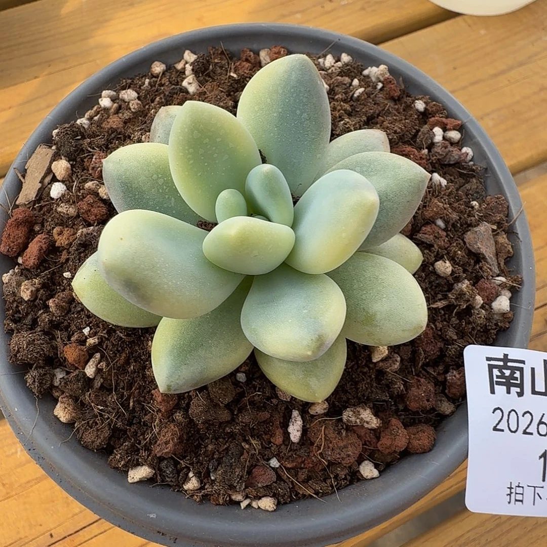 新香水拉丝锦11104-125